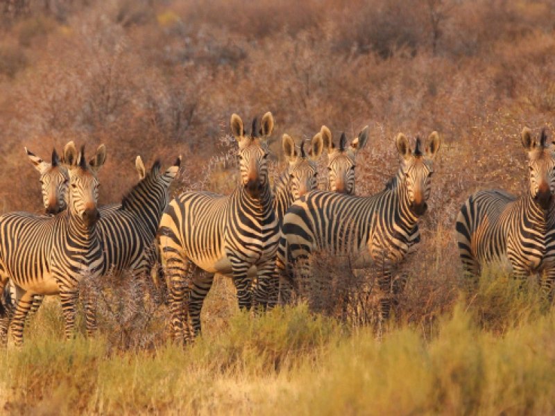 zebre afrique du sud
